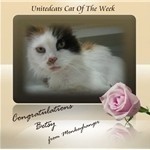 Global community of cat lovers rally on UnitedCats to reunite stray moggy